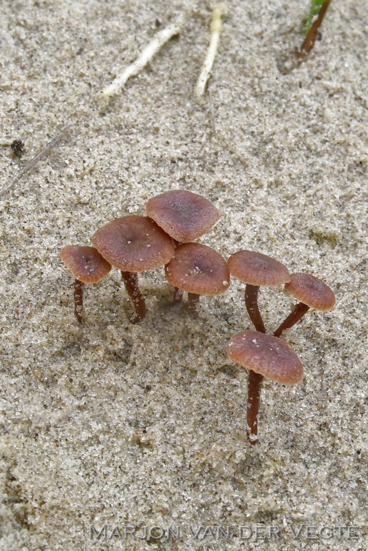 Duinmatkopje - Simocybe maritima